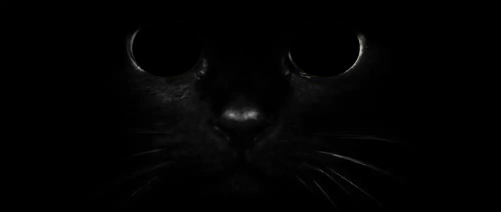 Cat's face